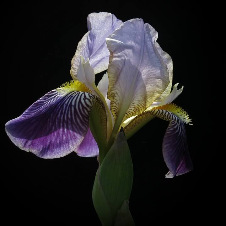 Violet bearded iris