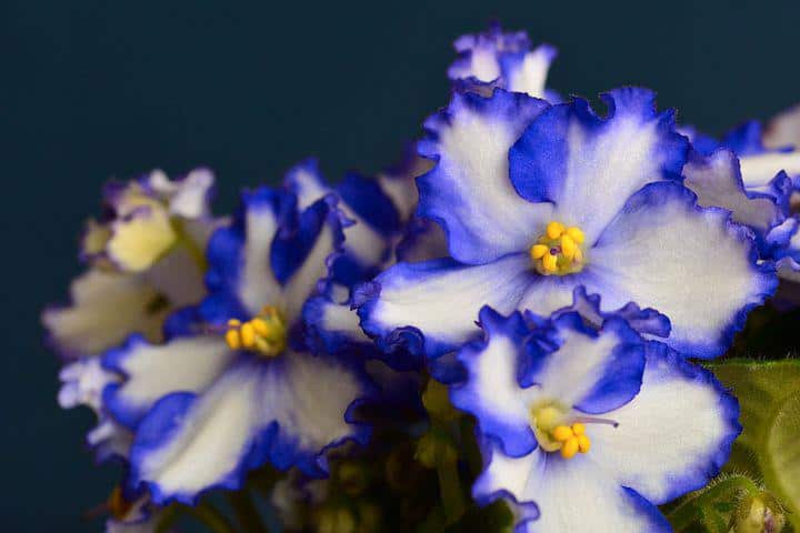 Beloved And Popular: African Violet Plant - a Friendly Gardener