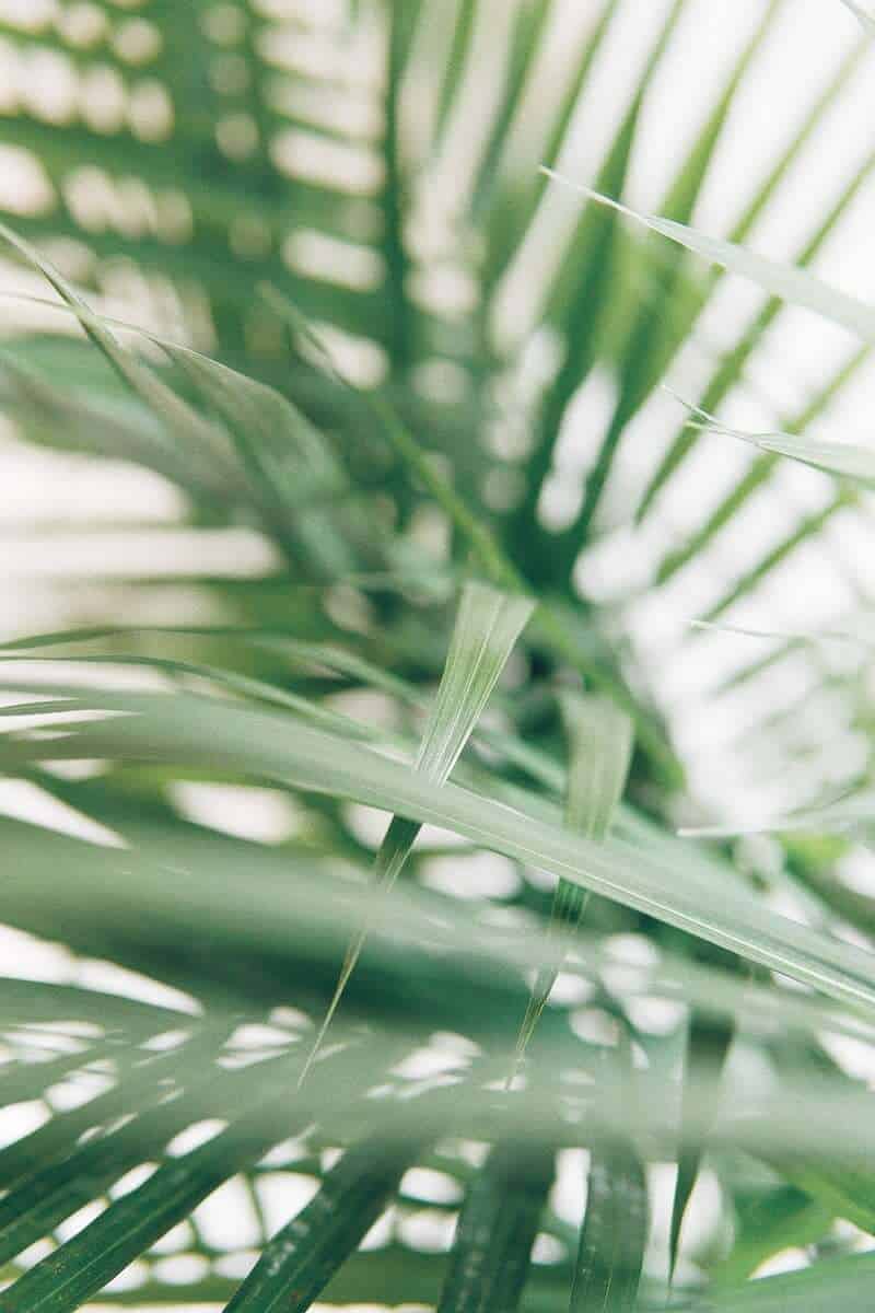 Area Palm green leaf