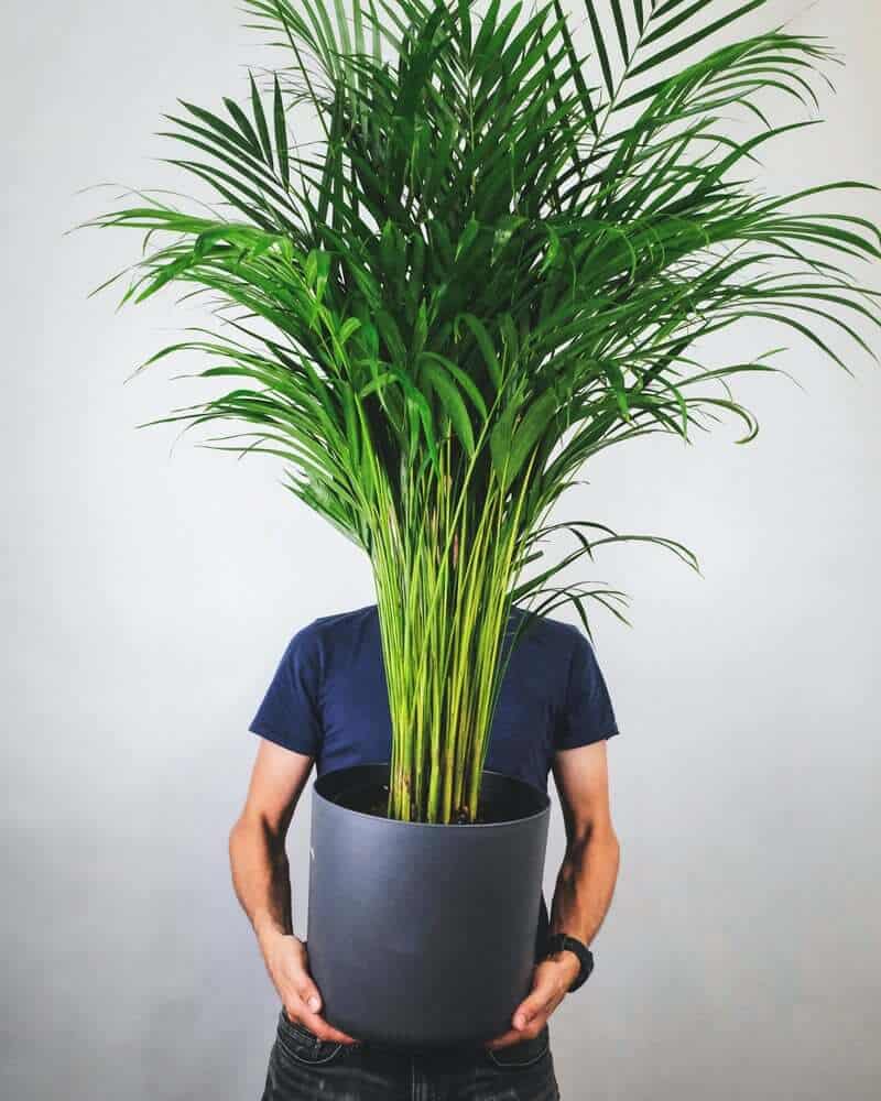 Area Palm in pot