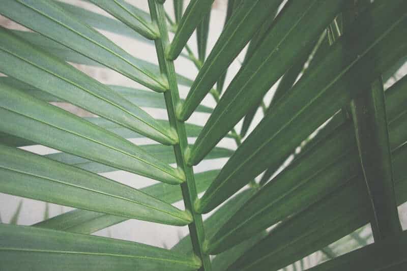 Area Palm leaf