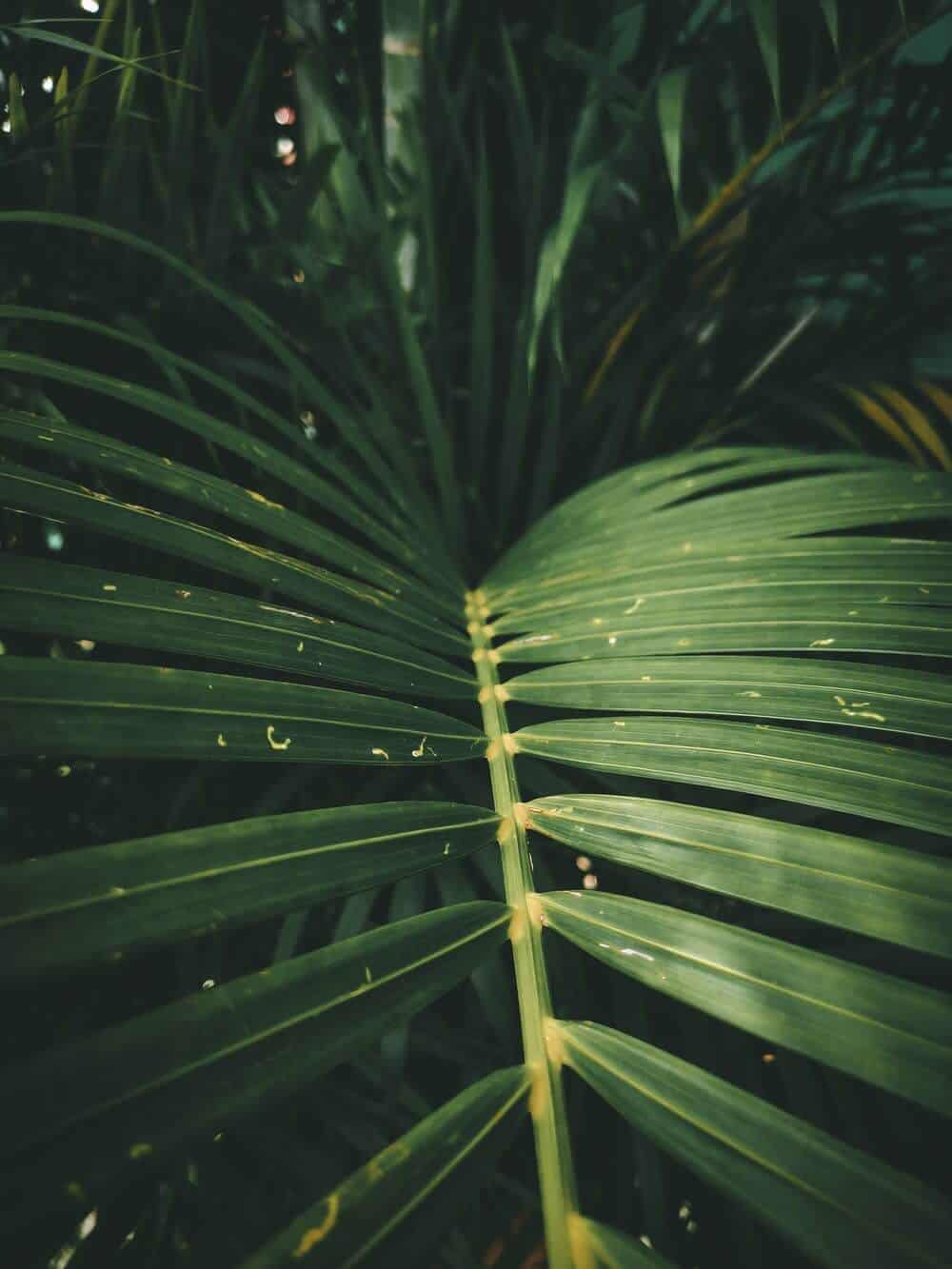 Area Palm
