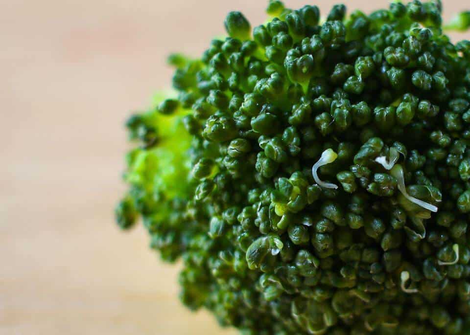 Broccoli vegetable growing