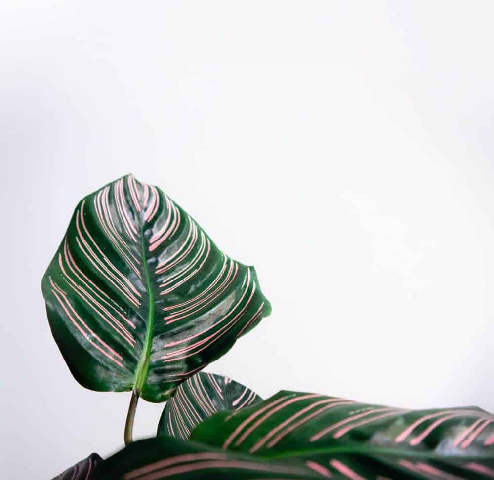 Calathea green leaf