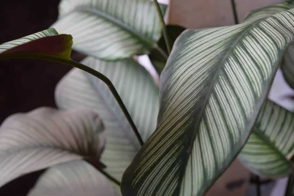Calathea green leaves