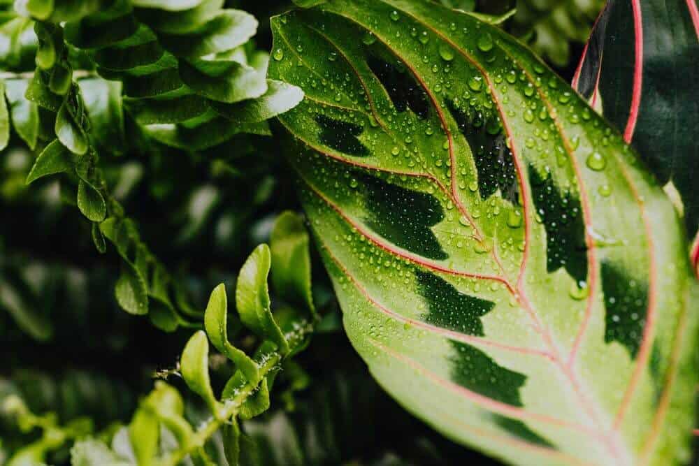 Calathea leaf with water
