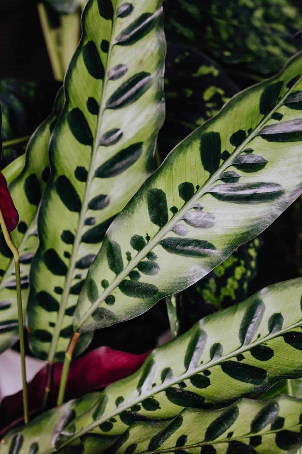 Calathea leaves