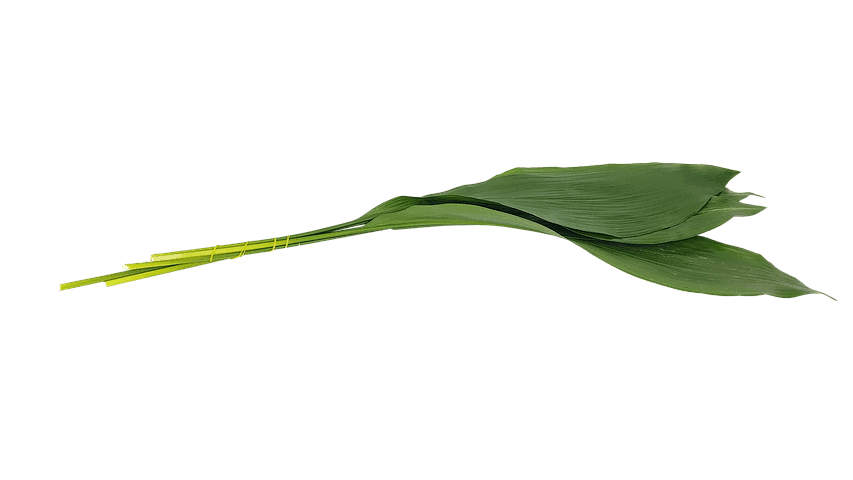 Cast Iron Plant leaf