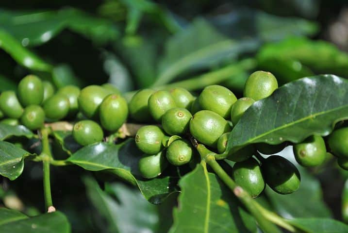 Coffee Costa Rica