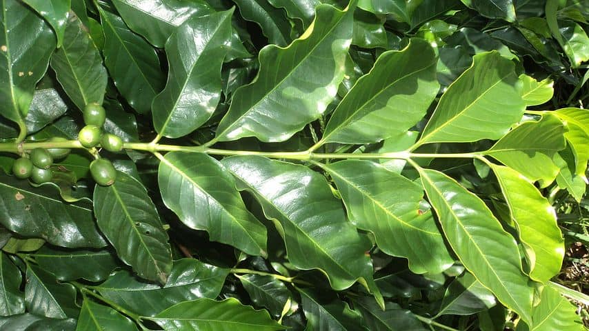 Coffee leaf