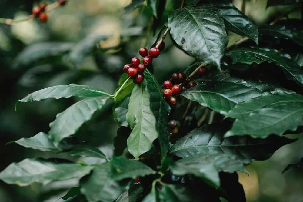 Coffee plant with leaves