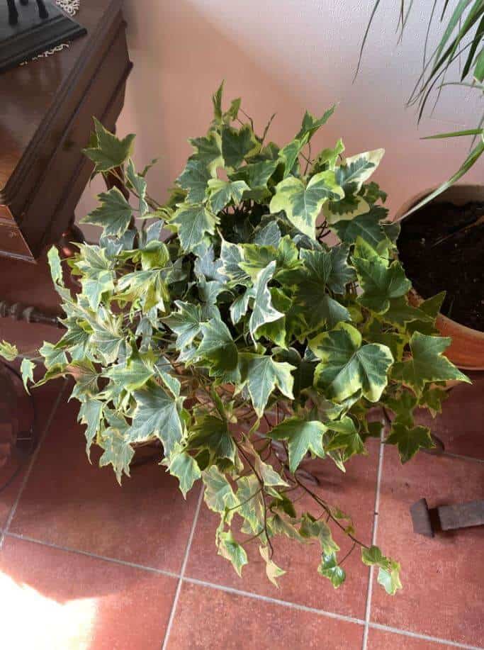 Healthy Ivy plant foliage