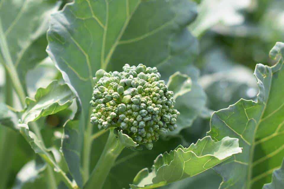 Healthy vegetable broccoli in garden