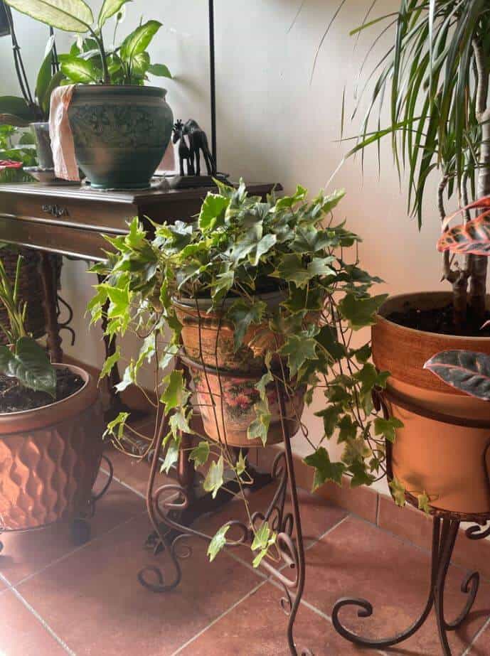 Ivy plant in a pot