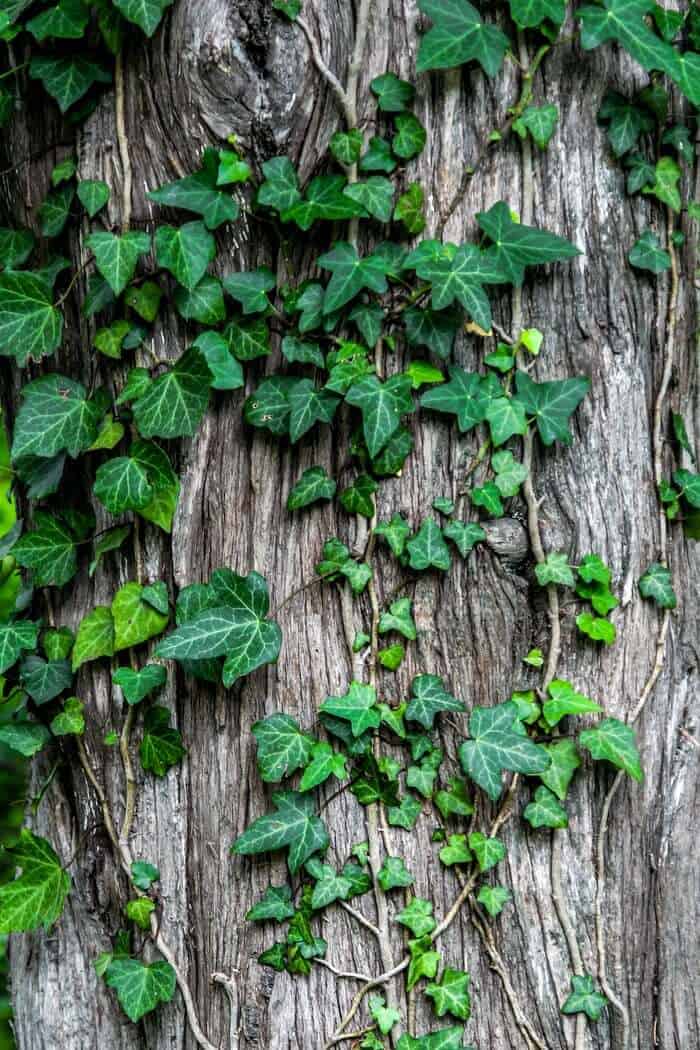 Ivy plant on tree