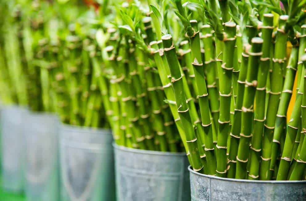 Lucky Bamboo in pots