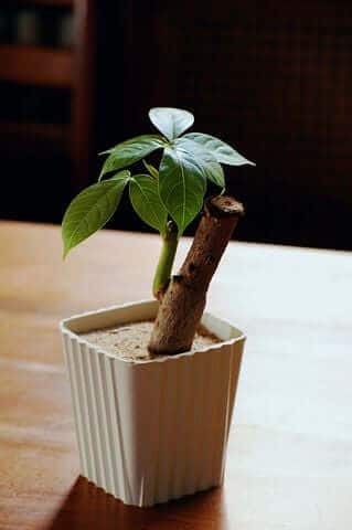 Money Tree in pot