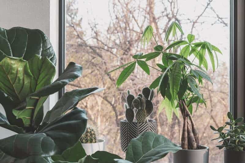 Money Tree plant by the window