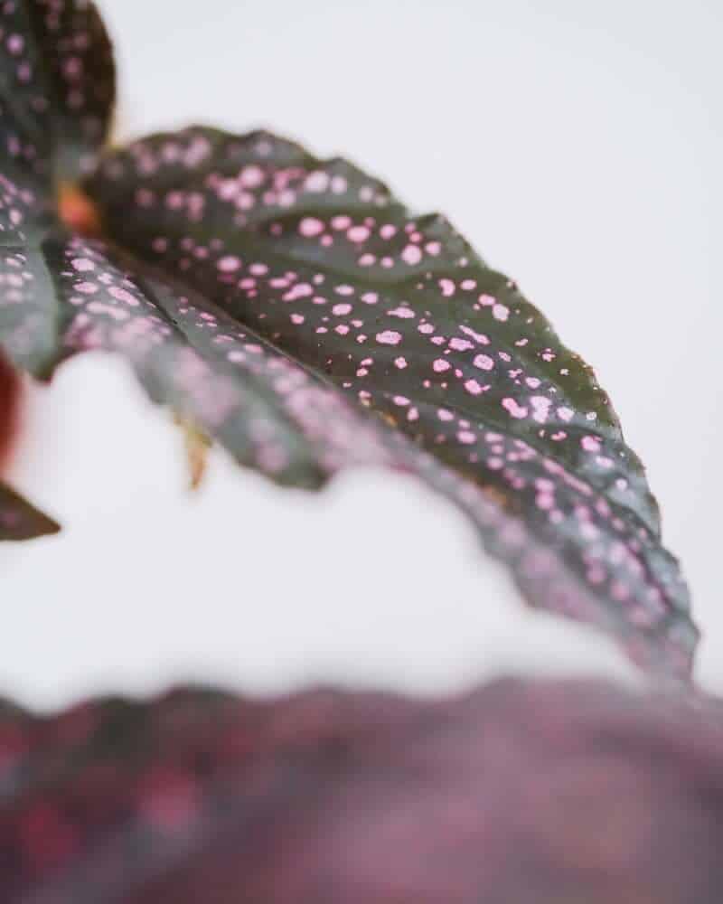 Polka Dot plant leaf