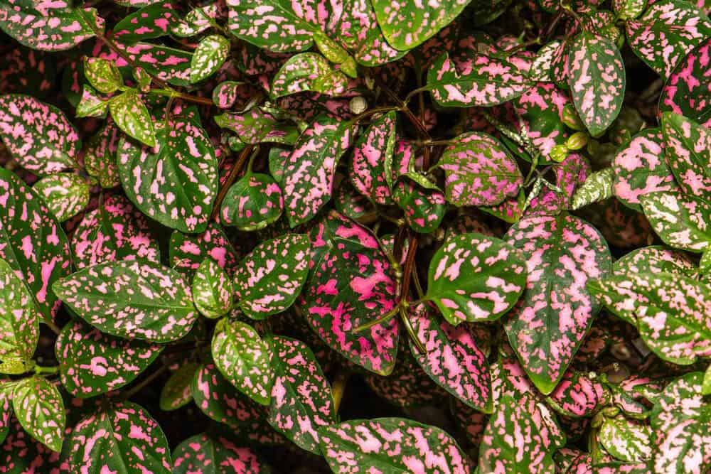 Polka Dot plant leaves