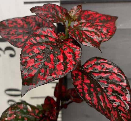 Polka Dot plant with red leaves