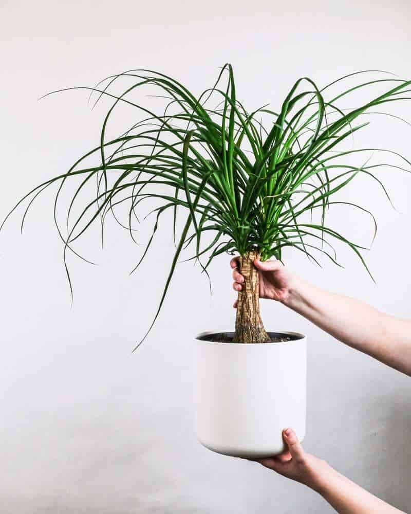 Ponytail palm in a pot