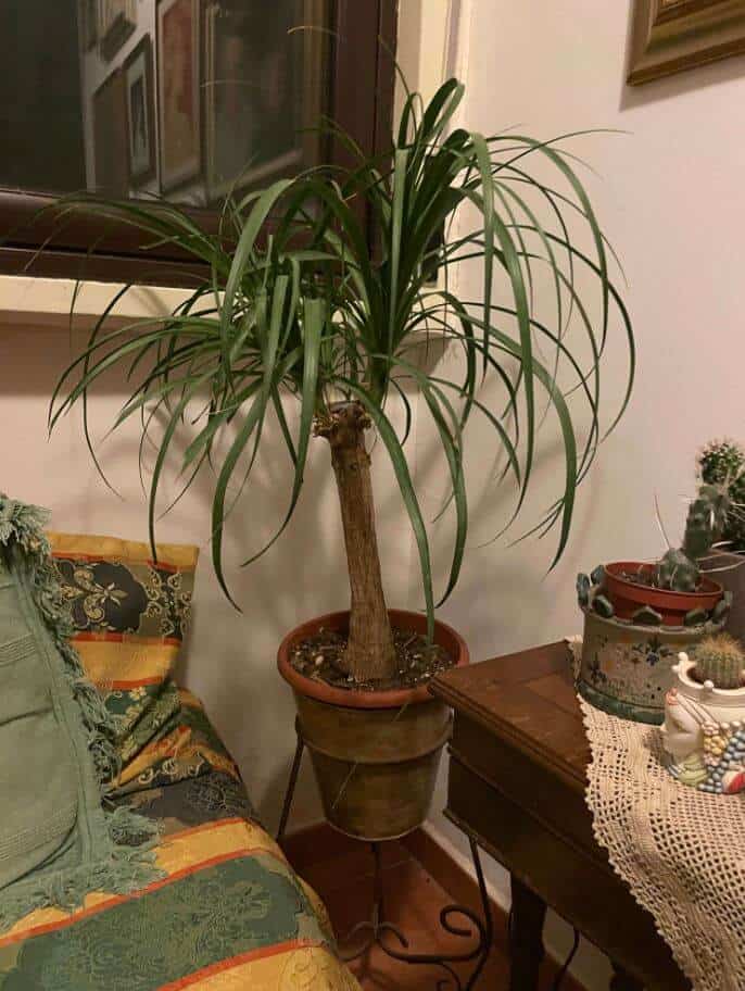 Ponytail palm indoor plant