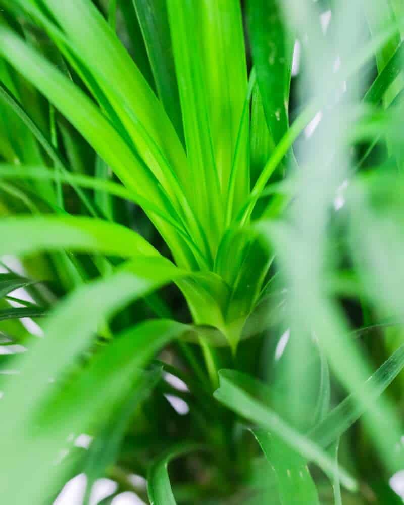 Ponytail palm leaves