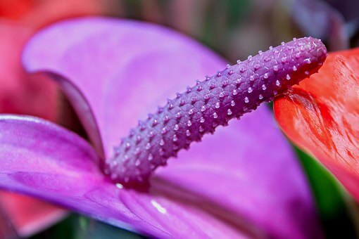 Purple Anthurium