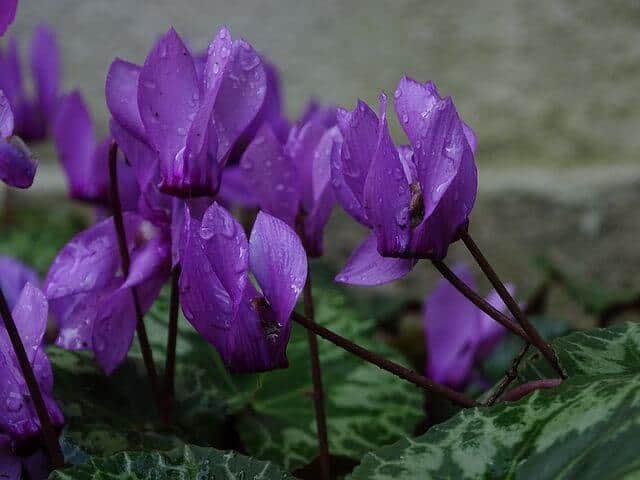 Purple Cyclamen flowers