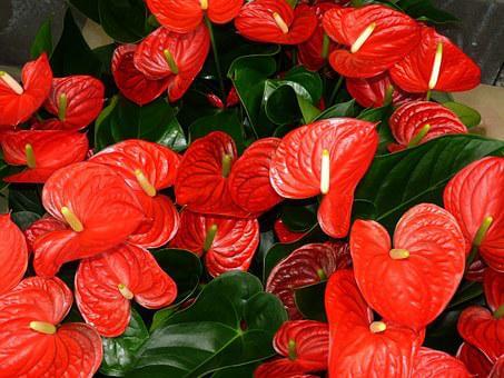 Red Anthurium flowers
