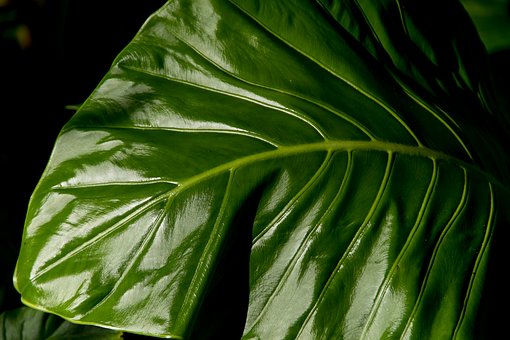 Alocasia green leaf