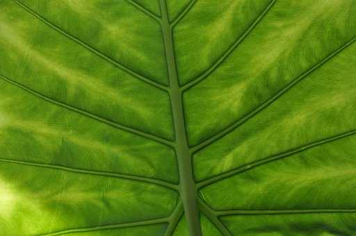 Alocasia leaf closeup