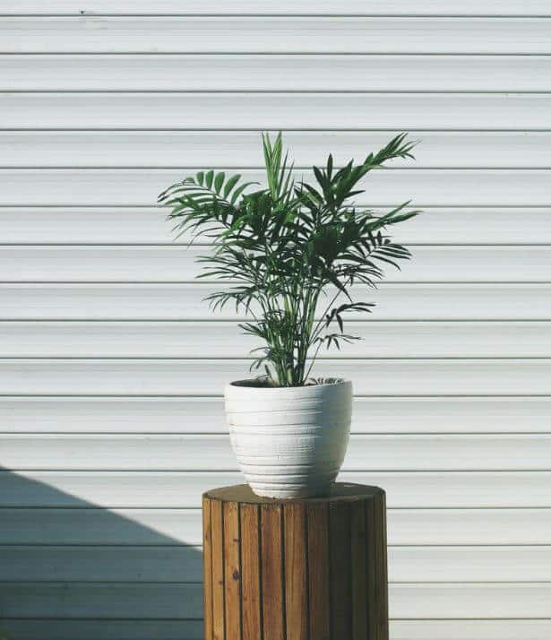 Parlor Palm growing in a pot
