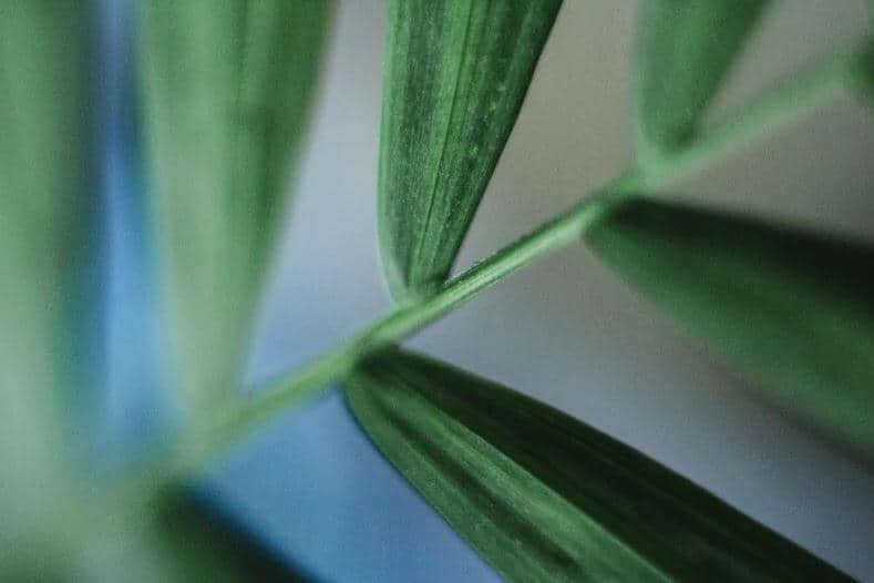 Parlor Palm leaf