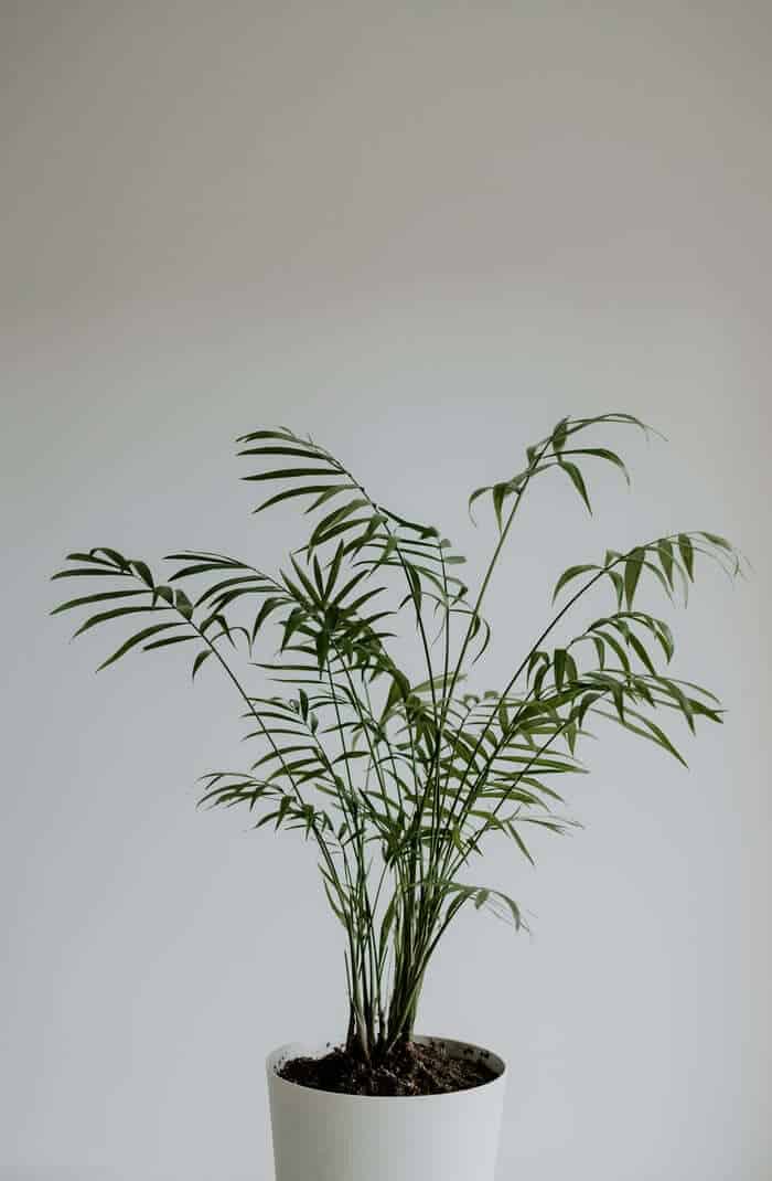 Parlor Palm plant