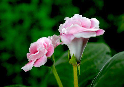 Pink Glonixia flowers