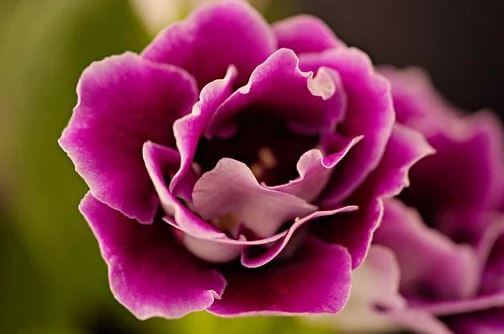 Pink glonixia flower