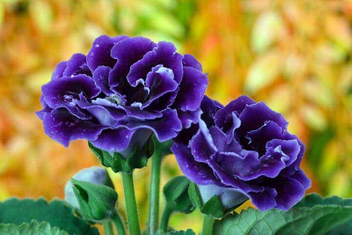 Purple Glonixia plant