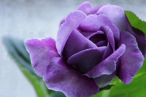 Purple glonixia flower