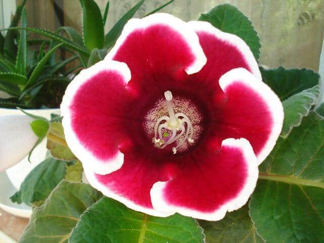 Red Glonixia flower