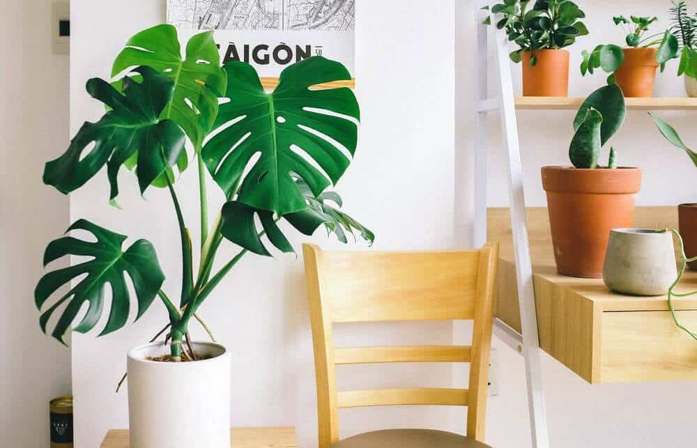 Swiss Cheese plant in an office