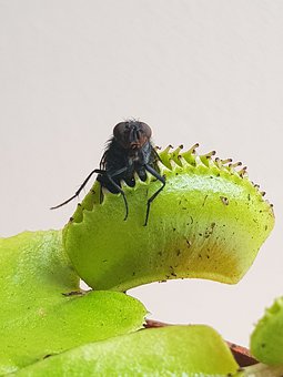 Venus Fly Trap with fly