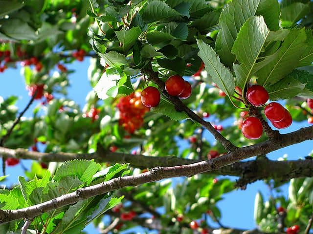 Cherries growing in trees