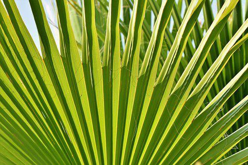Fan Palm Plant Care Guide - a Friendly Gardener