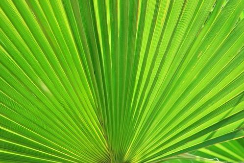 Fan palm leaves in the sun