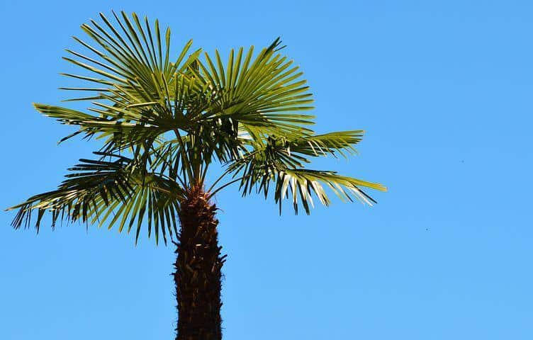 Fan palm tree