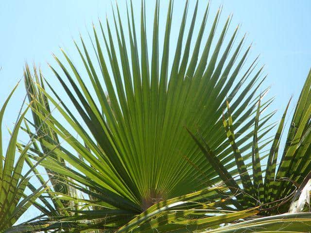 Green Fan palm