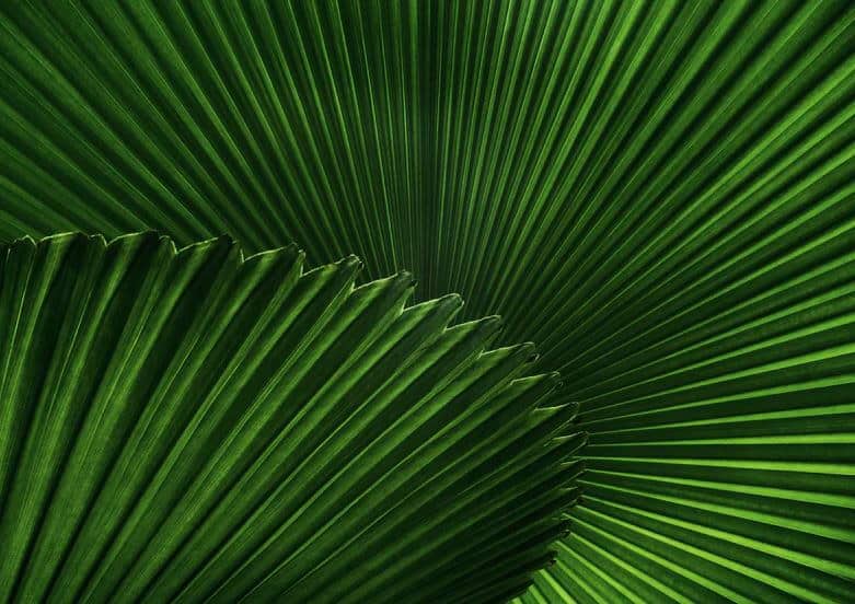 Green fan palm leaves