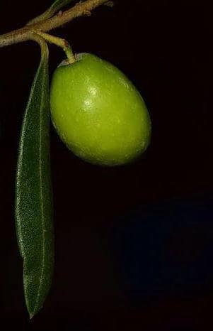 Green olive growing